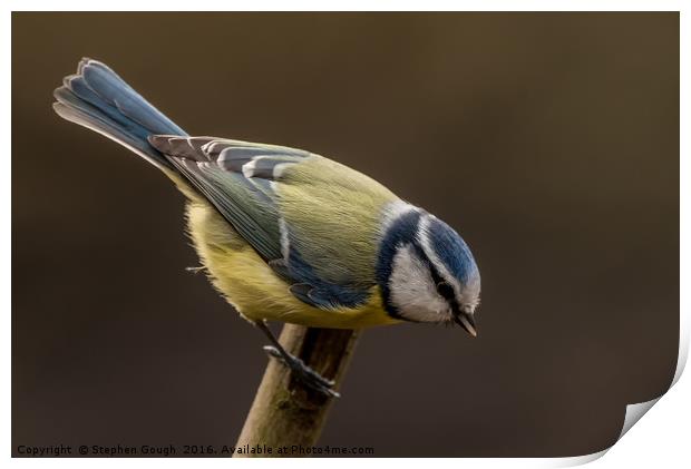 Blue Tit Print by Stephen Gough