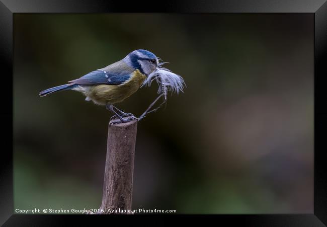 Blue Tit with nesting resources Framed Print by Stephen Gough