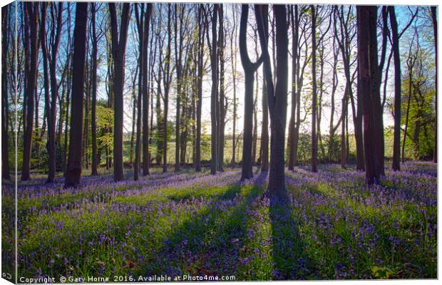 Bluebells at Dawn Canvas Print by Gary Horne