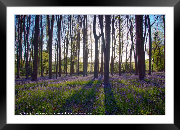 Bluebells at Dawn Framed Mounted Print by Gary Horne