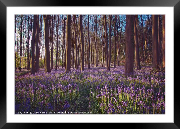 Bluebells at Dawn Framed Mounted Print by Gary Horne
