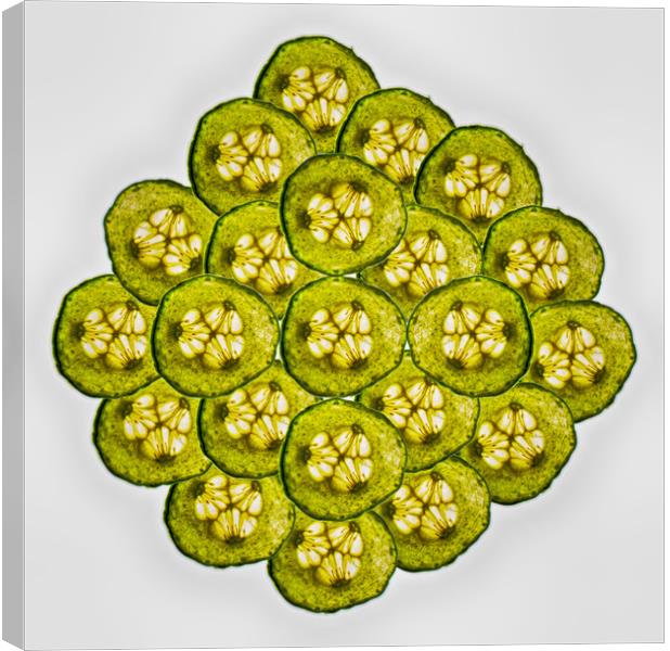 Cucumber Slices Canvas Print by David French