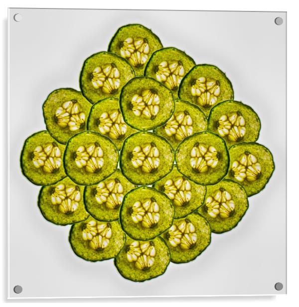Cucumber Slices Acrylic by David French