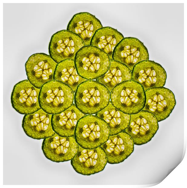 Cucumber Slices Print by David French