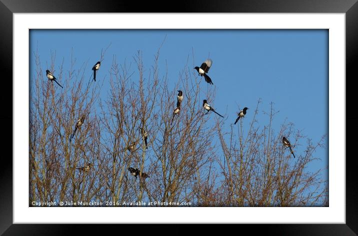 Magpies Framed Mounted Print by Julie Munckton