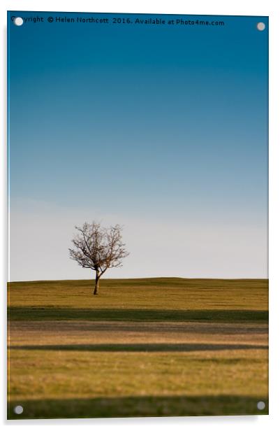 Lone Hawthorn Tree i Acrylic by Helen Northcott