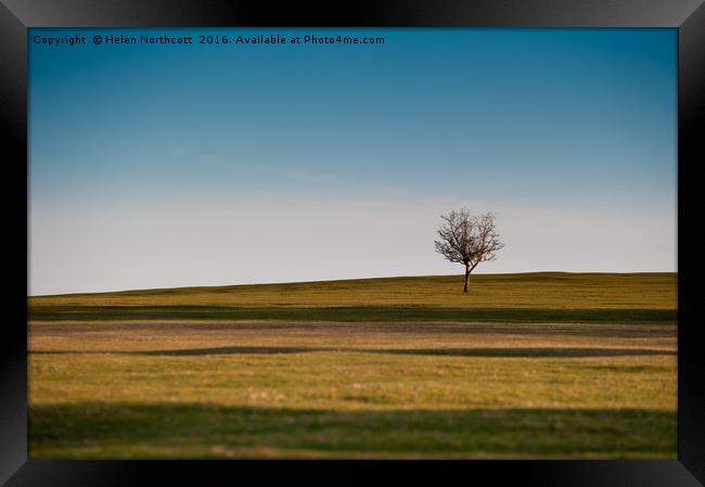 Lone Hawthorn Tree ii Framed Print by Helen Northcott