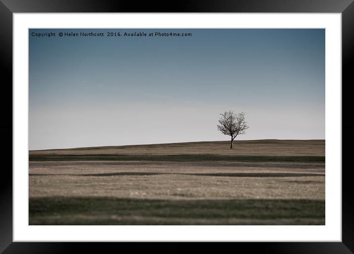 Lone Hawthorn Tree iii Framed Mounted Print by Helen Northcott