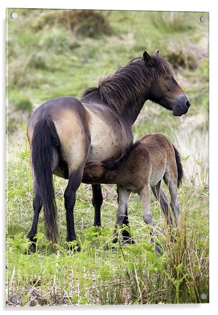 Exmoor Pony Foal Suckling Acrylic by Mike Gorton