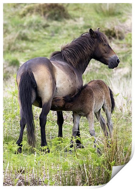 Exmoor Pony Foal Suckling Print by Mike Gorton