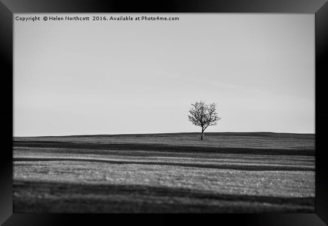 Lone Hawthorn Tree iv Framed Print by Helen Northcott