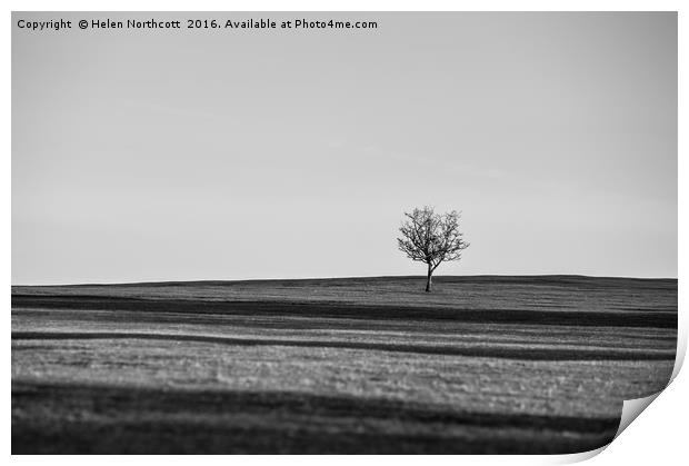 Lone Hawthorn Tree iv Print by Helen Northcott