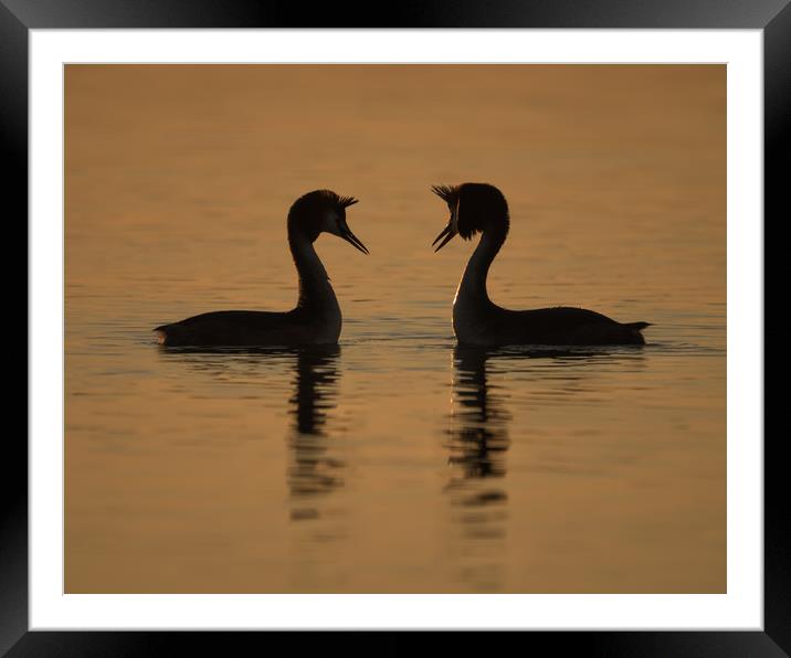 Great Crested Grebes Framed Mounted Print by Sue MacCallum- Stewart