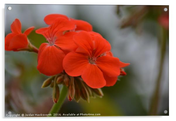 Red Geranium Acrylic by Jordan Hawksworth
