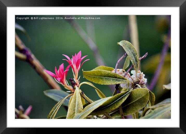 Pieris Japonica plant Framed Mounted Print by Bill Lighterness