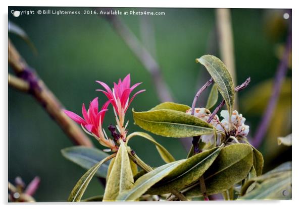 Pieris Japonica plant Acrylic by Bill Lighterness
