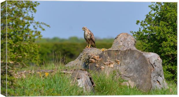 Beautiful Hawk in the Lincolnshire Countryside Canvas Print by Andrew Scott