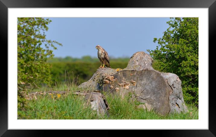 Beautiful Hawk in the Lincolnshire Countryside Framed Mounted Print by Andrew Scott