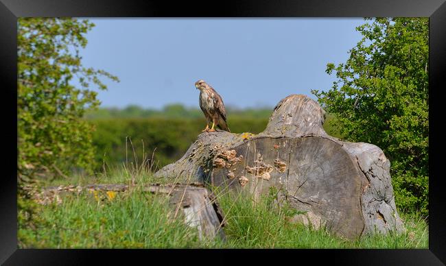 Beautiful Hawk in the Lincolnshire Countryside Framed Print by Andrew Scott