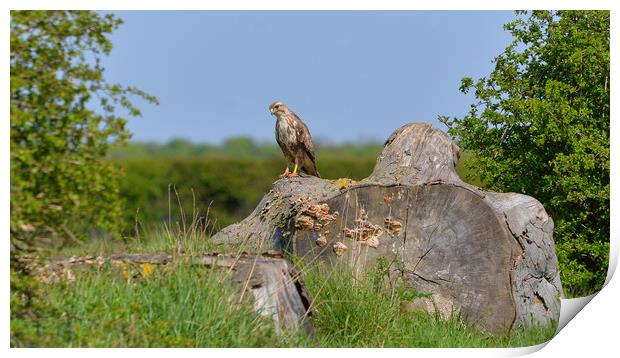Beautiful Hawk in the Lincolnshire Countryside Print by Andrew Scott