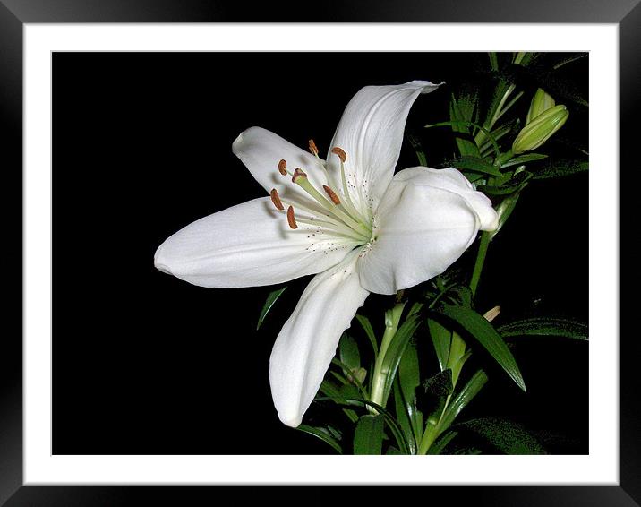 White Lily Framed Mounted Print by Sarah Couzens