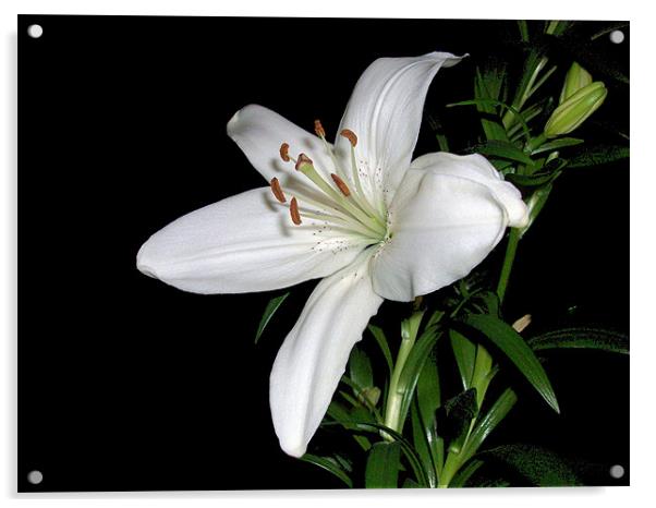 White Lily Acrylic by Sarah Couzens