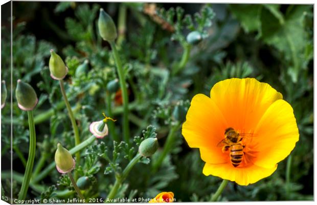 Bee in California Poppy Canvas Print by Shawn Jeffries