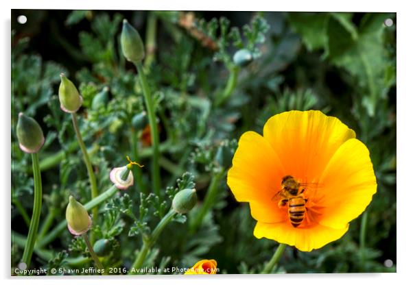 Bee in California Poppy Acrylic by Shawn Jeffries
