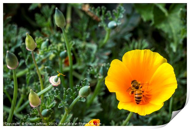 Bee in California Poppy Print by Shawn Jeffries