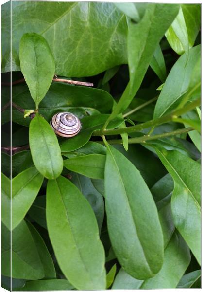 resting in the shade Canvas Print by Marinela Feier