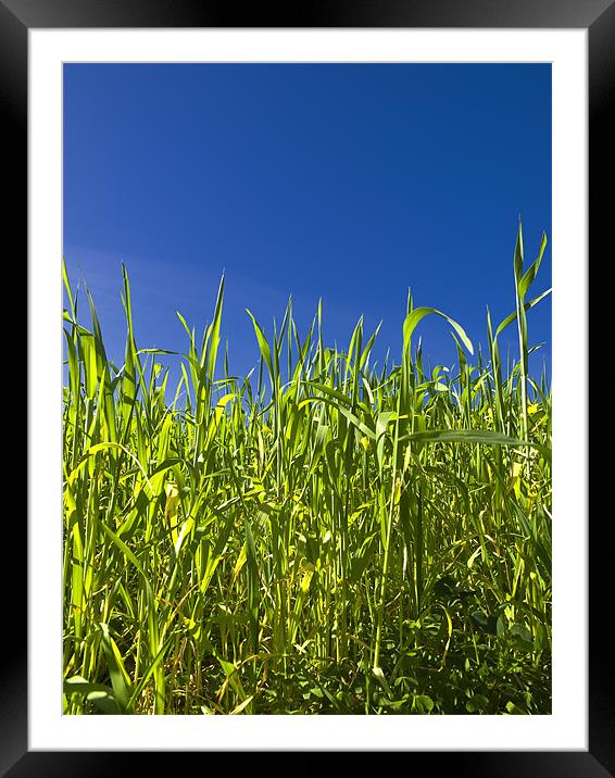 Grass and Sky Framed Mounted Print by William AttardMcCarthy