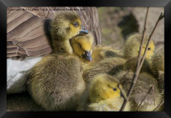Canada Goose Goslings Framed Print by Paul Fleet