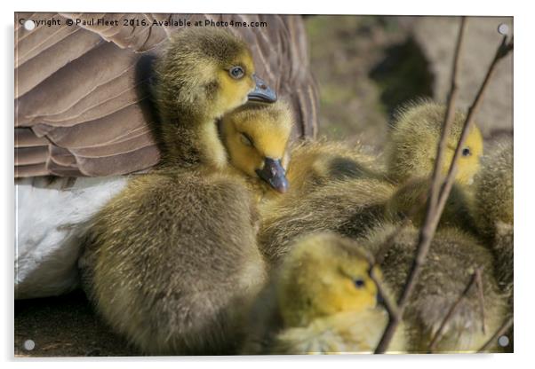 Canada Goose Goslings Acrylic by Paul Fleet