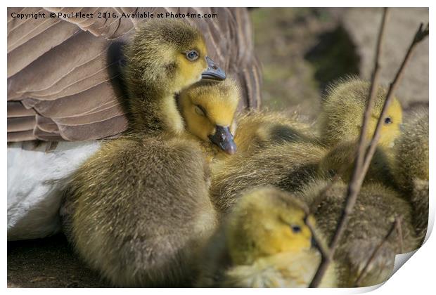 Canada Goose Goslings Print by Paul Fleet