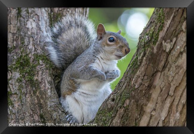 Gray Squirrel Resting in a Tree Framed Print by Paul Fleet