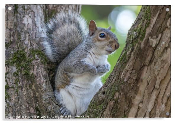 Gray Squirrel Resting in a Tree Acrylic by Paul Fleet