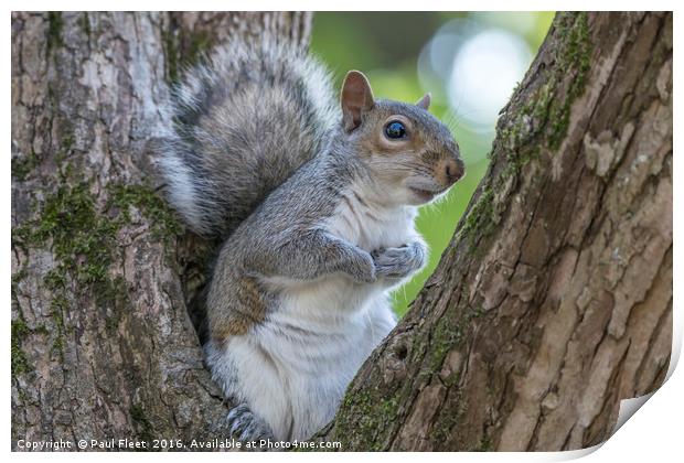 Gray Squirrel Resting in a Tree Print by Paul Fleet
