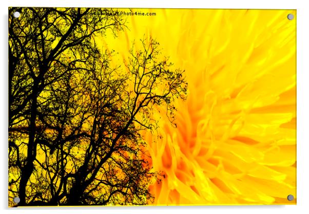 Dandelion inferno Acrylic by Mark Cake