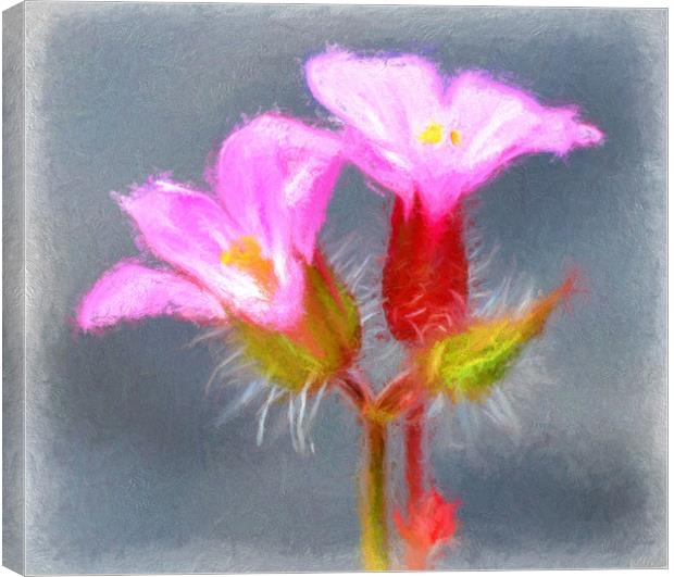 tiny wild flower Canvas Print by sue davies