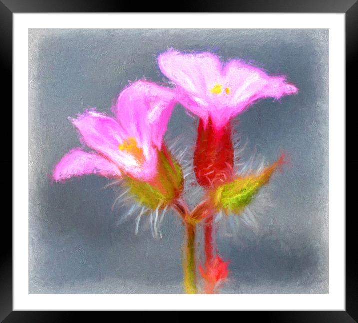 tiny wild flower Framed Mounted Print by sue davies