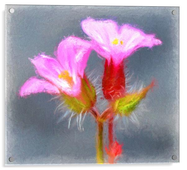 tiny wild flower Acrylic by sue davies