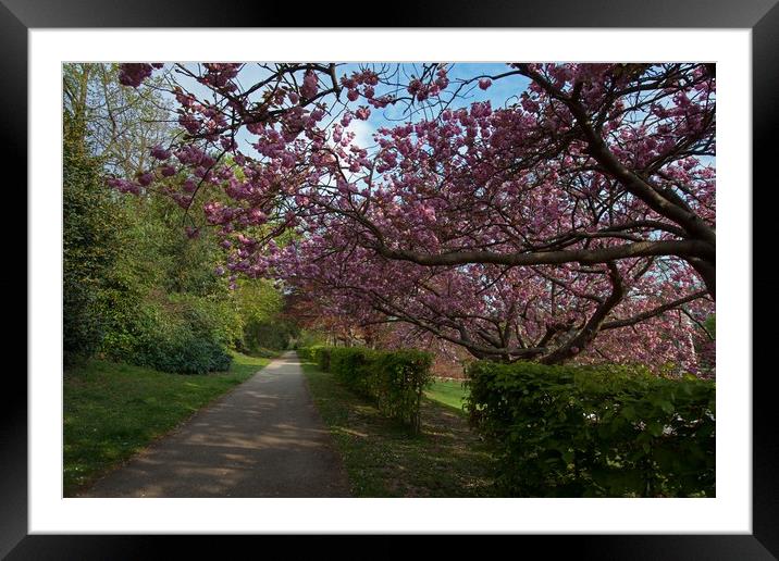 Under the Cherry tree Framed Mounted Print by Stephen Prosser