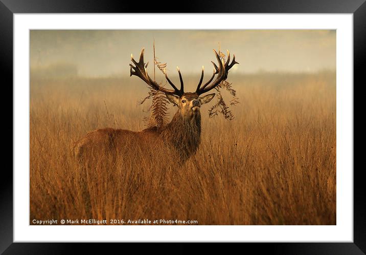 The Last Stag Standing Framed Mounted Print by Mark McElligott