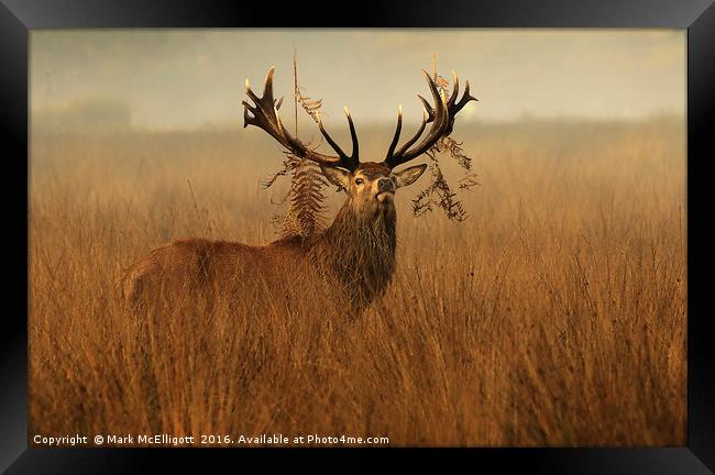 The Last Stag Standing Framed Print by Mark McElligott