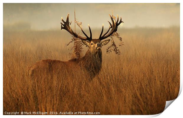 The Last Stag Standing Print by Mark McElligott