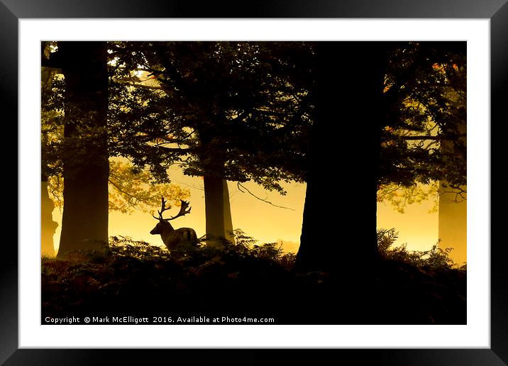 Stag in the mist, early morning Richmond Park Framed Mounted Print by Mark McElligott