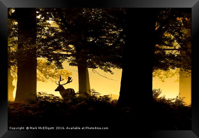 Stag in the mist, early morning Richmond Park Framed Print by Mark McElligott