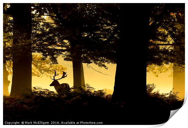 Stag in the mist, early morning Richmond Park Print by Mark McElligott