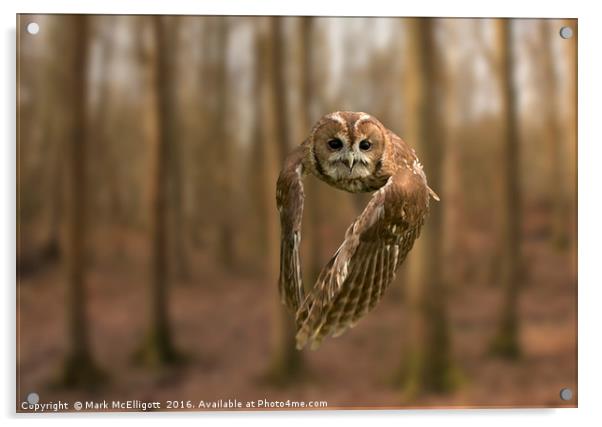 Tawny Owl On The Hunt Acrylic by Mark McElligott