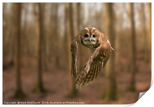 Tawny Owl On The Hunt Print by Mark McElligott